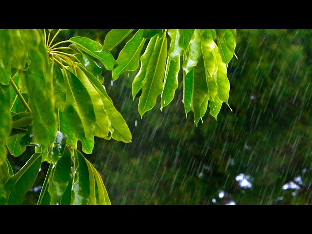 Spring Rain Sounds 🌧️ Relax, Sleep, Focus 💧 Rainstorm White Noise 10 hours