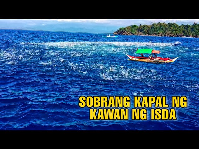 Nagkagulo Ang Mangingisda Sa Sobrang Lawak ng Kawan ng Gulyasan | Skipjack Tuna | Best Fish Catching