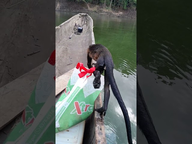 Man on Boat Saves Monkey Struggling in River