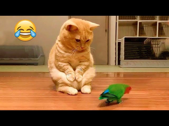 Try Not to Laugh 2024😁 New Funny Dog and Cat Video 😹🐶 Part 26