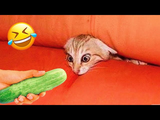 New Funny Animals 🤣🤣 Funniest Cats and Dogs 2023 😻🐶 Part 10
