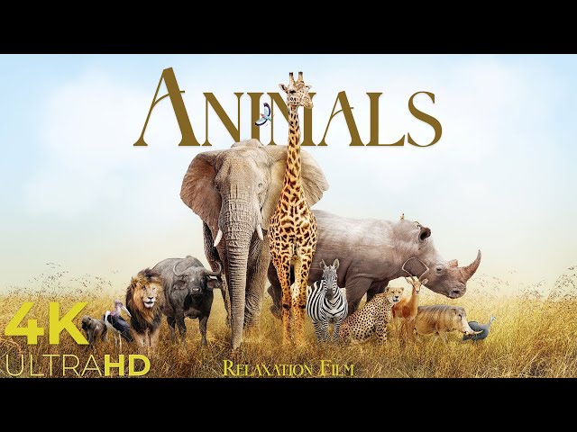 Wild Animals 4K Around the World • Relaxation Film by Peaceful Relaxing Music and Video Ultra HD