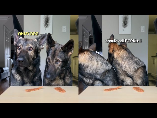 SPY CAM: Will My Dogs Steal Treats?