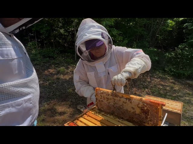 Beekeeping in the US: A Look at the Significance and Process