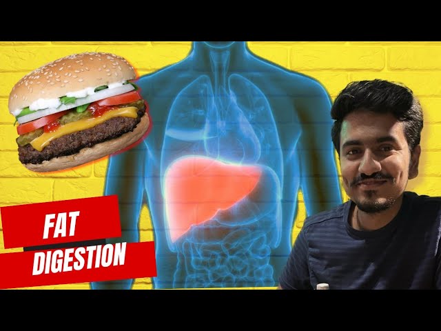 Cholesterol absorption and digestion