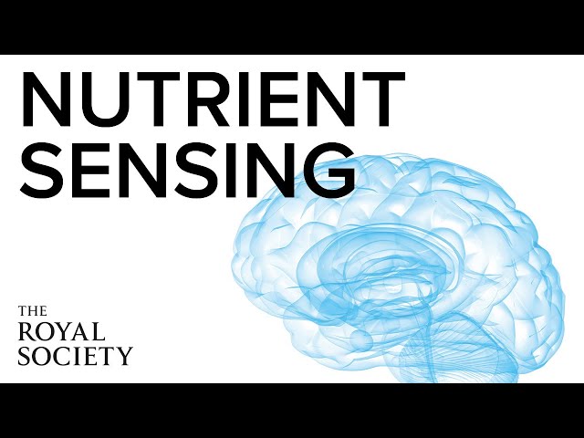The brain and obesity | The Royal Society
