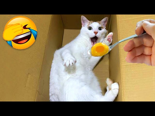 Funniest Animals 2024: 😺 Funny Cat and Dog Videos 🐈 Life Funny Pets 😸 Part 11