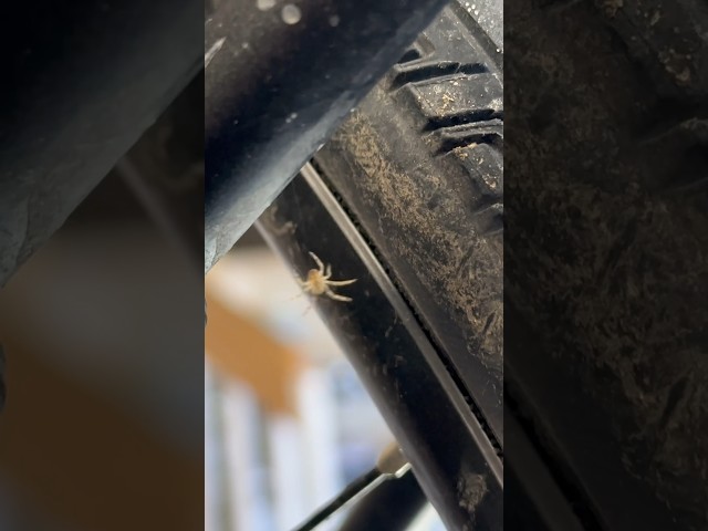 Found a stowaway 🕸️ on this bicycle that’s about to be tuned🚴💨￼ #bike #trekbicycles #shorts