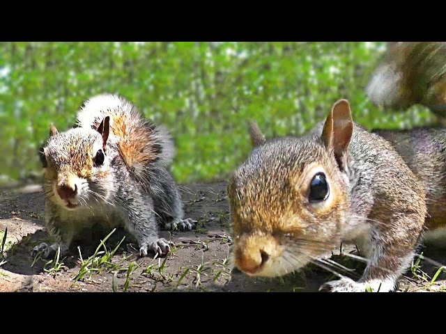 Videos for Cats to Watch - Squirrel Fun