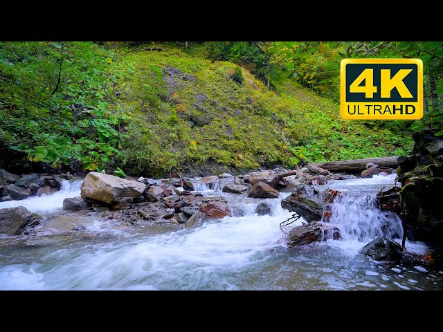 Calming water stream sound, peaceful birds chirping in the mountain forest. Forest sounds (12 Hours)