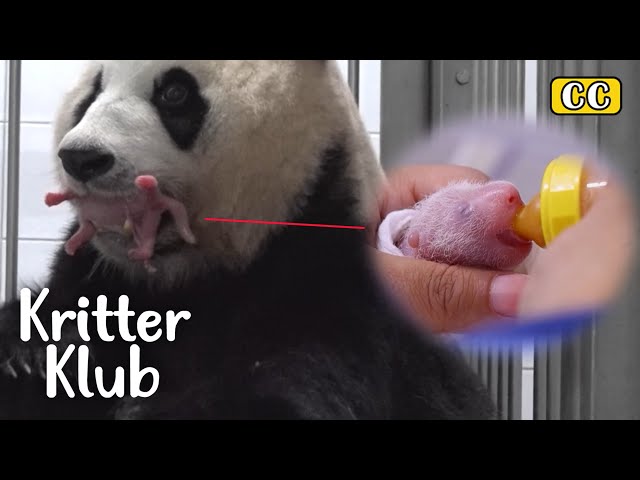 Want To See Twin Bao's Birth Video? I Kritter Klub