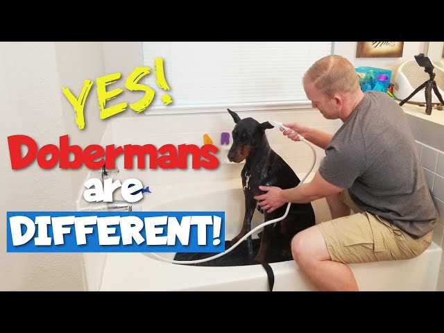 STOP Bathing Your Doberman Like Every Other Dog!