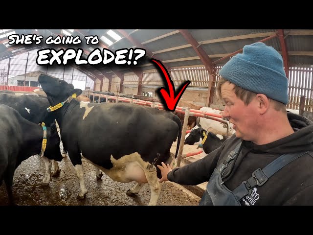 SHE IS GOING TO EXPLODE!...FIRST TIME EVER WE INDUCED A COW!!