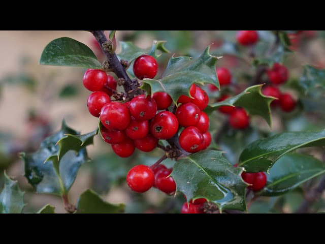 A Focus On Holly: All You Need To Know