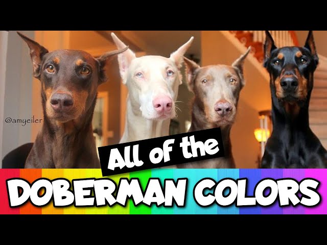All the Doberman Colors That Exist
