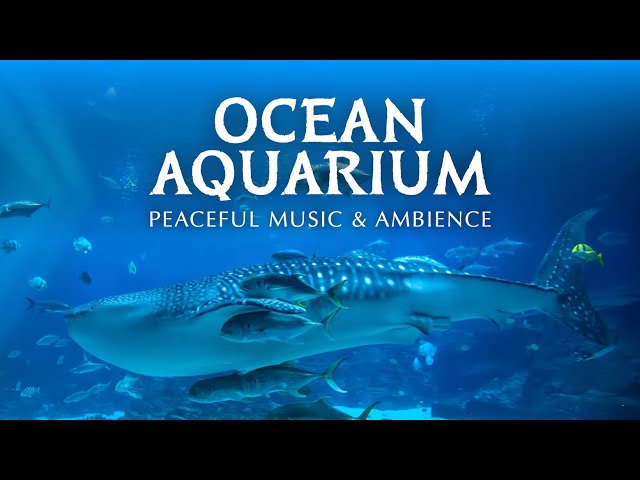 🦈 Ocean Aquarium | Underwater Ambience with Peaceful Music for Study, Sleep, and Relaxing