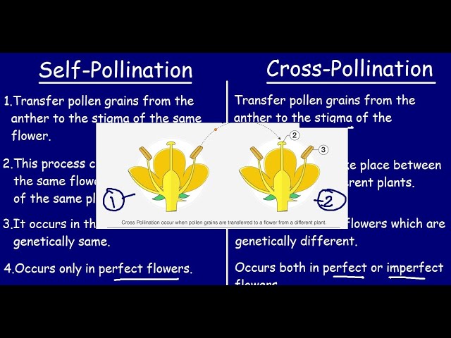 Self Pollination and Cross Pollination |Quick 5 min Differences & Comparisons|