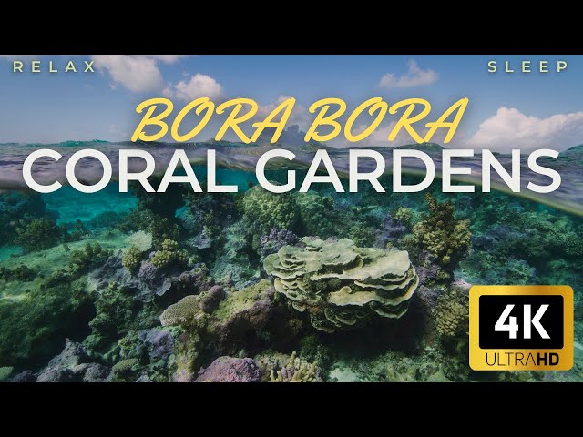 Coral Oasis: 1 Hour of Blissful 432Hz Music and Nature Sounds