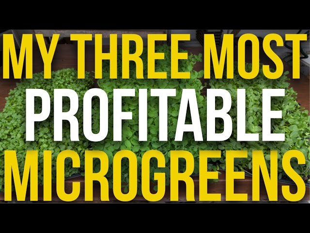My 3 Most Profitable Microgreens