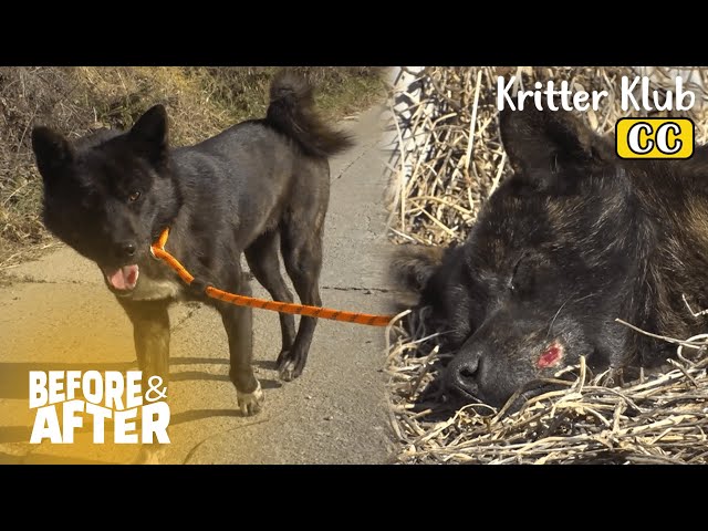 How To Take The Dog's Guard Down I Before & After Ep 94