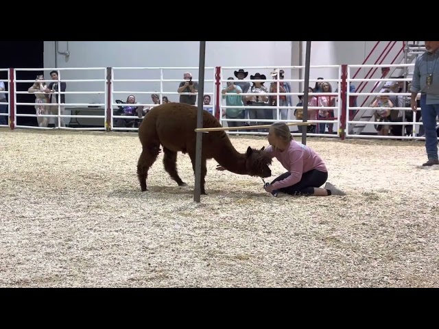 Alpaca Limbo!! How low can YOU go!!