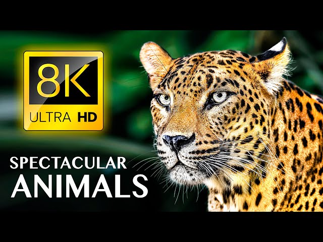 SPECTACULAR ANIMALS 8K ULTRA HD