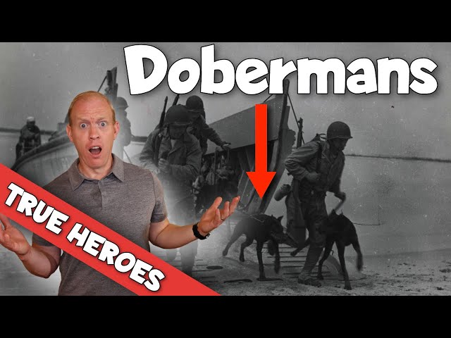 5 Facts About the Doberman You Never Knew