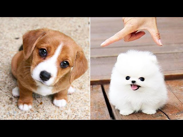 Baby Dogs 🔴 Cute and Funny Dog Videos Compilation #15 | 30 Minutes of Funny Puppy Videos 2023