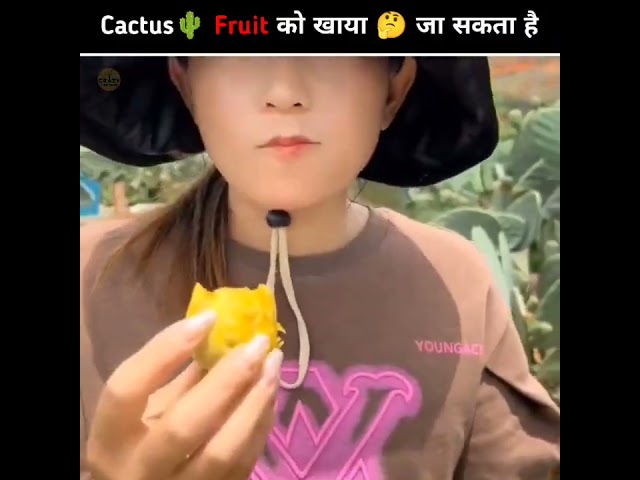 क्या Cactus 🌵 के फल को खाया 🤔 जा सकता है | Can cactus fruit be eaten | Crazy Mind Factz #shorts