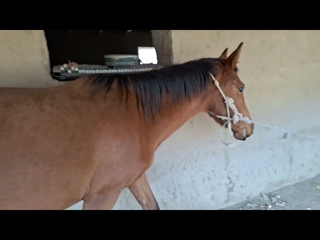 New Video About Horses facts 2024
