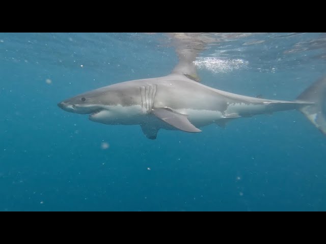 Shark cage diving - 1st January 2024 - Combo tour