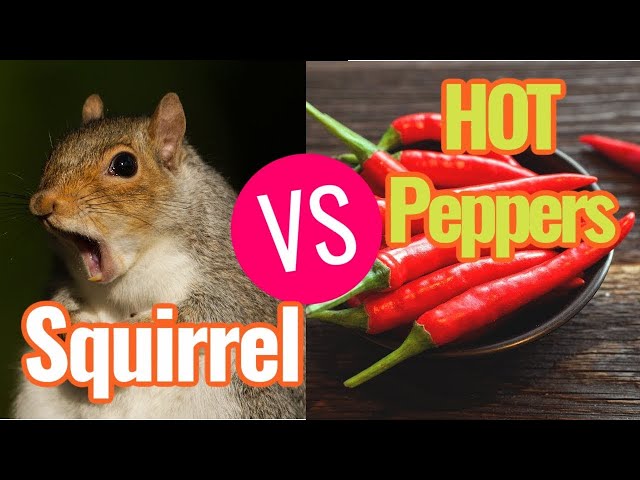 SQUIRRELS VS HOT PEPPER BIRD SEED! Does this spicy food actually work against squirrels?