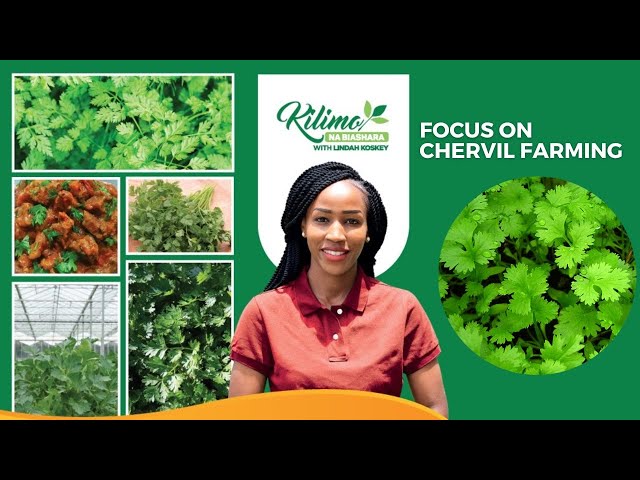 Delicate but Profitable: Today our focus is on Chervil farming