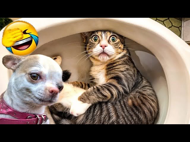 Trending Funny Animals 2024🥰Funniest Dogs and Cats😽Part 22