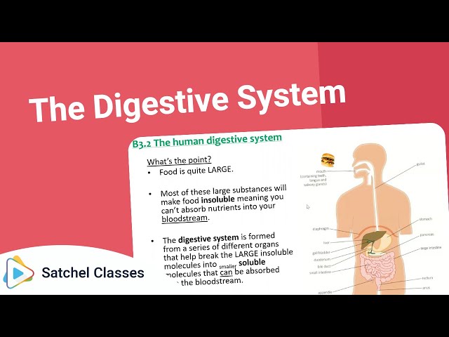 The Digestive System | Science | Satchel Classes
