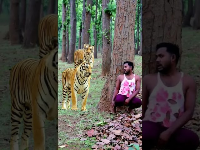 TIGER IS SOMETIMES GENTLE #tiger #man #attack #intersting #insane #viral