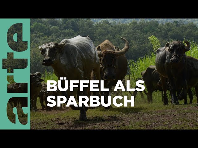 Laos - Futterblöcke und Büffel-Leasing | 360° Reportage Reupload | ARTE Family