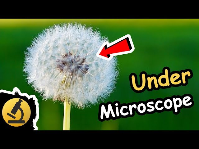 Dandelion Under the Microscope [1080p Full HD]