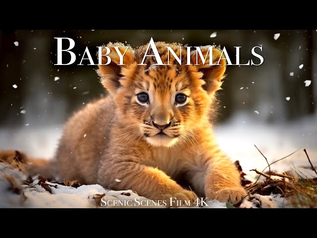 Baby Animals 4K - Wonderful World Of Young Animals | Scenic Relaxation Film