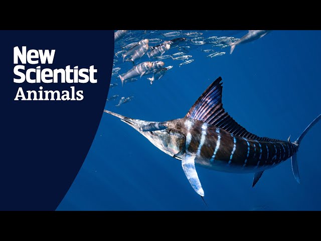 Why striped marlin change colour when hunting
