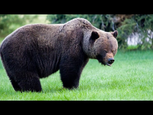 Biggest Grizzly Bear Boar Seen this Year Happy with Eating Greens for Now