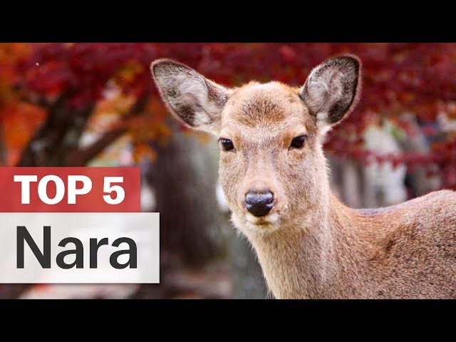 Top 5 Things to do in Nara | japan-guide.com