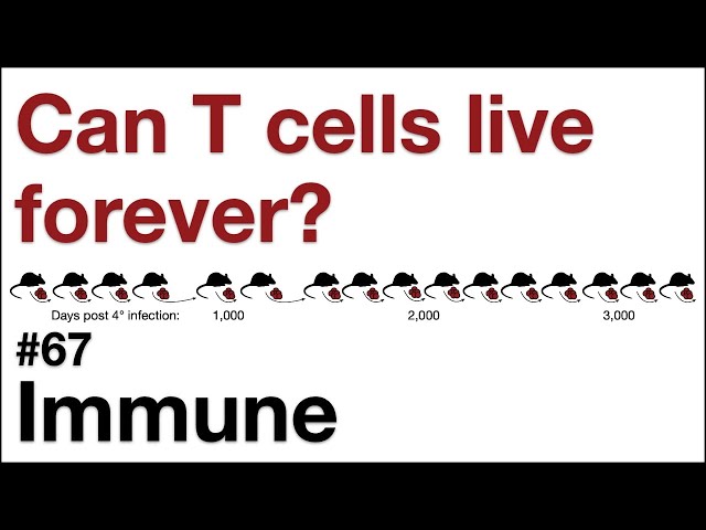Immune 67: Can T cells live forever?