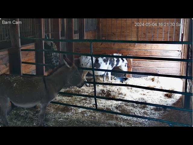 Barn The Rescues   Harley enters her stall 415pm  misc to 525pm 542024