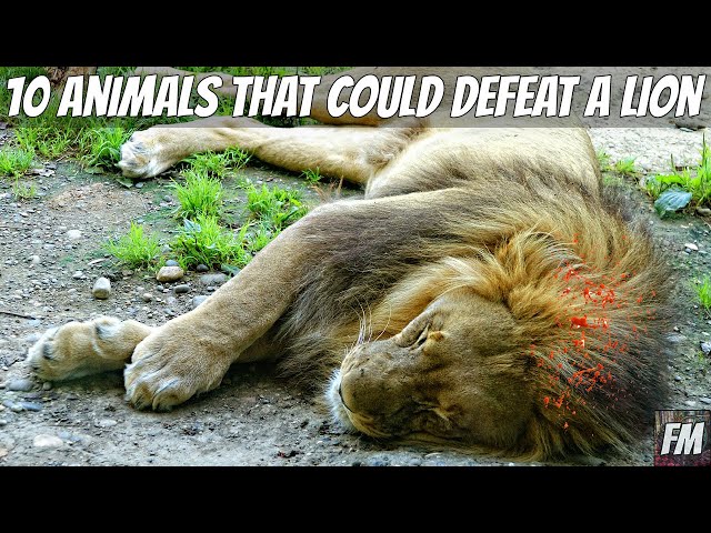 10 Animals That Can Defeat a Lion
