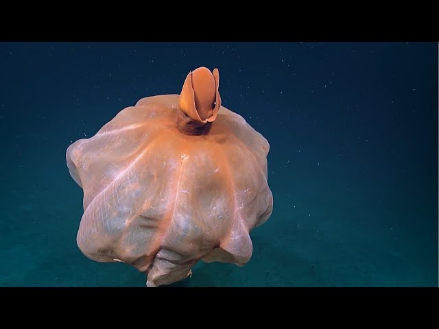 Octopus Transforms Into Giant Ball