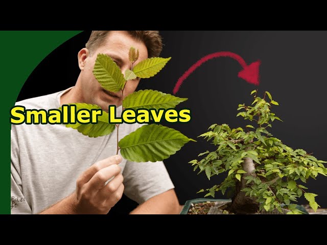 How to reduce leaf size on bonsai (all you need to know!)