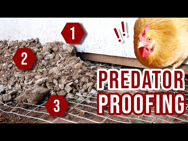 STOP 🛑 Digging Predators | Protect Chicken Coop From Coyotes, Raccoons, Dogs + | Backyard Chickens