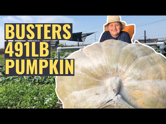 Buster's Giant 491lb Pumpkin | Kid Farmers