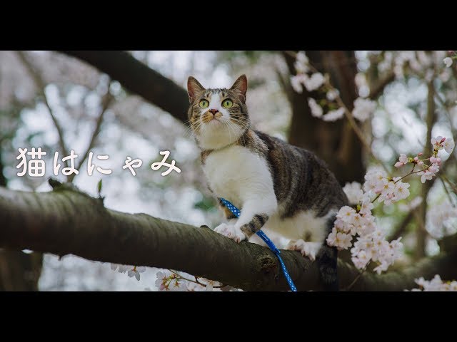 猫はにゃみ/Sakura Cat